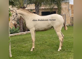 Lusitano, Giumenta, 2 Anni, 152 cm, Perlino