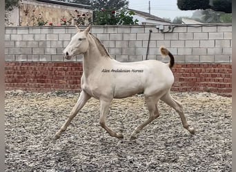 Lusitano, Giumenta, 2 Anni, 152 cm, Perlino