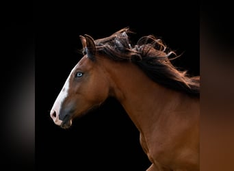 Lusitano, Giumenta, 2 Anni, 155 cm, Baio