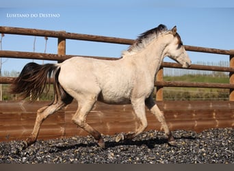 Lusitano Mix, Giumenta, 2 Anni, 155 cm, Falbo