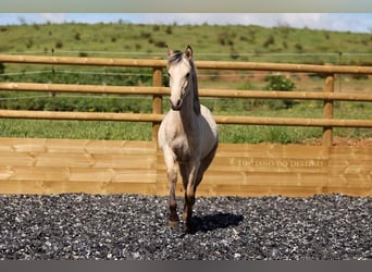 Lusitano Mix, Giumenta, 2 Anni, 155 cm, Falbo