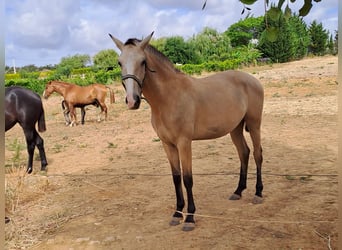 Lusitano, Giumenta, 2 Anni, 156 cm, Falbo