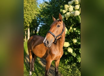 Lusitano, Giumenta, 2 Anni, 158 cm, Baio