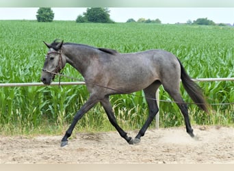 Lusitano, Giumenta, 2 Anni, 158 cm, Grigio ferro