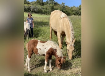 Lusitano, Giumenta, 2 Anni, 160 cm, Dunalino