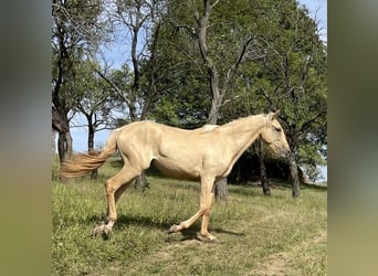 Lusitano, Giumenta, 2 Anni, 160 cm, Dunalino