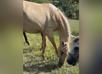 Lusitano, Giumenta, 2 Anni, 160 cm, Dunalino