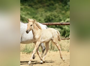 Lusitano, Giumenta, 2 Anni, 160 cm, Dunalino