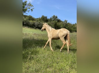 Lusitano, Giumenta, 2 Anni, 160 cm, Dunalino