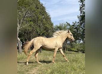 Lusitano, Giumenta, 2 Anni, 160 cm, Dunalino