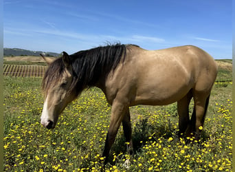 Lusitano, Giumenta, 2 Anni, 160 cm, Falbo