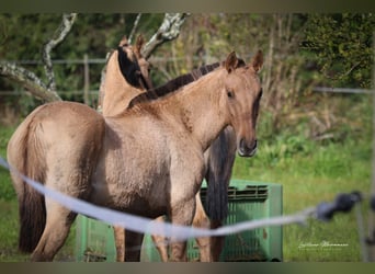 Lusitano Mix, Giumenta, 2 Anni, 160 cm, Falbo