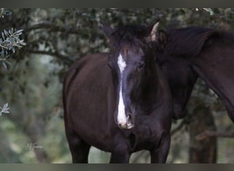 Lusitano, Giumenta, 2 Anni, 160 cm, Morello