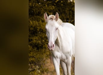 Lusitano, Giumenta, 2 Anni, 160 cm, Pearl