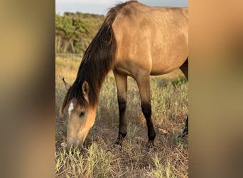 Lusitano, Giumenta, 2 Anni, 161 cm, Falbo