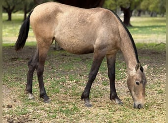 Lusitano, Giumenta, 2 Anni, 162 cm, Falbo