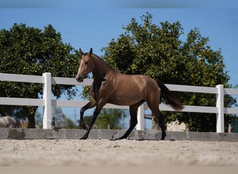 Lusitano, Giumenta, 2 Anni, 162 cm, Grigio rossastro