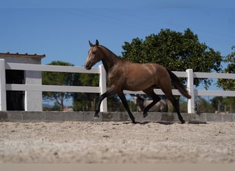 Lusitano, Giumenta, 2 Anni, 162 cm, Grigio rossastro