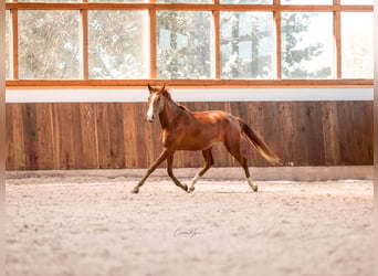 Lusitano, Giumenta, 2 Anni, 163 cm, Sauro