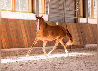 Lusitano, Giumenta, 2 Anni, 163 cm, Sauro