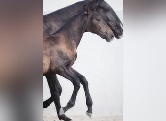 Lusitano, Giumenta, 2 Anni, Baio scuro