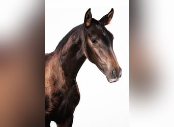 Lusitano, Giumenta, 2 Anni, Baio scuro