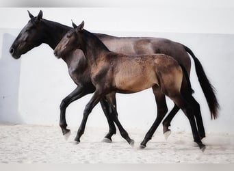 Lusitano, Giumenta, 2 Anni, Baio scuro