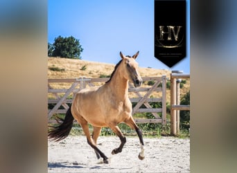 Lusitano, Giumenta, 2 Anni, Pelle di daino
