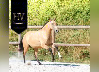 Lusitano, Giumenta, 2 Anni, Pelle di daino