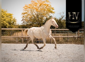 Lusitano, Giumenta, 2 Anni, Perlino
