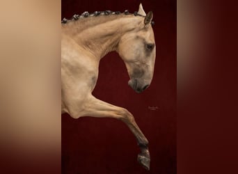 Lusitano, Giumenta, 3 Anni, 145 cm, Pelle di daino