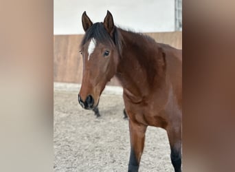 Lusitano, Giumenta, 3 Anni, 155 cm, Baio