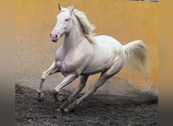 Lusitano, Giumenta, 3 Anni, 155 cm, Cremello