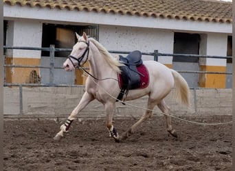 Lusitano, Giumenta, 3 Anni, 155 cm, Cremello