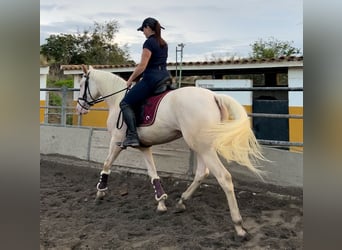 Lusitano, Giumenta, 3 Anni, 155 cm, Cremello