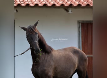 Lusitano, Giumenta, 3 Anni, 155 cm, Morello