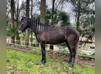 Lusitano, Giumenta, 3 Anni, 156 cm, Grigio