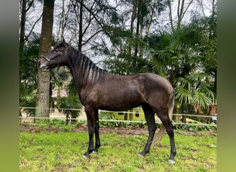 Lusitano, Giumenta, 3 Anni, 156 cm, Grigio