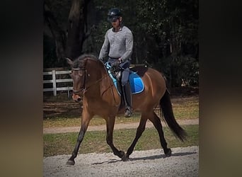 Lusitano, Giumenta, 3 Anni, 157 cm, Baio ciliegia