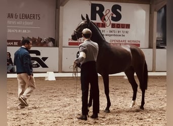 Lusitano, Giumenta, 3 Anni, 160 cm, Baio
