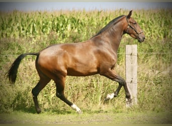 Lusitano, Giumenta, 3 Anni, 160 cm, Baio