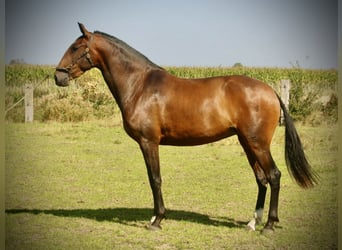 Lusitano, Giumenta, 3 Anni, 160 cm, Baio
