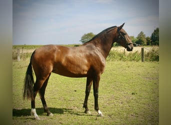 Lusitano, Giumenta, 3 Anni, 160 cm, Baio