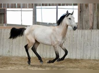 Lusitano, Giumenta, 3 Anni, 160 cm, Falbo