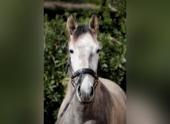 Lusitano, Giumenta, 3 Anni, 160 cm, Grigio