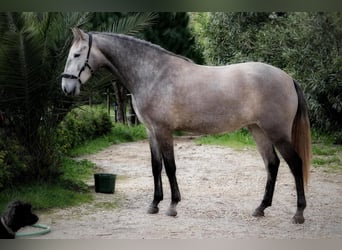 Lusitano, Giumenta, 3 Anni, 160 cm, Grigio