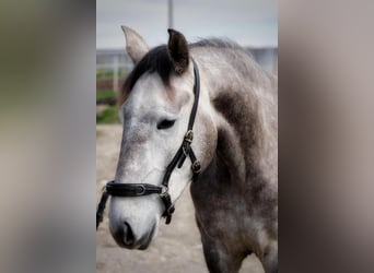 Lusitano, Giumenta, 3 Anni, 160 cm, Grigio