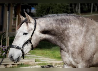 Lusitano, Giumenta, 3 Anni, 160 cm, Grigio