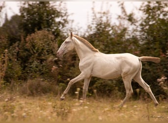 Lusitano, Giumenta, 3 Anni, 160 cm, Pearl