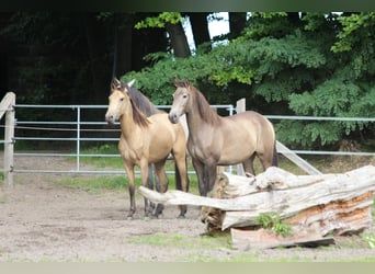 Lusitano, Giumenta, 3 Anni, 160 cm